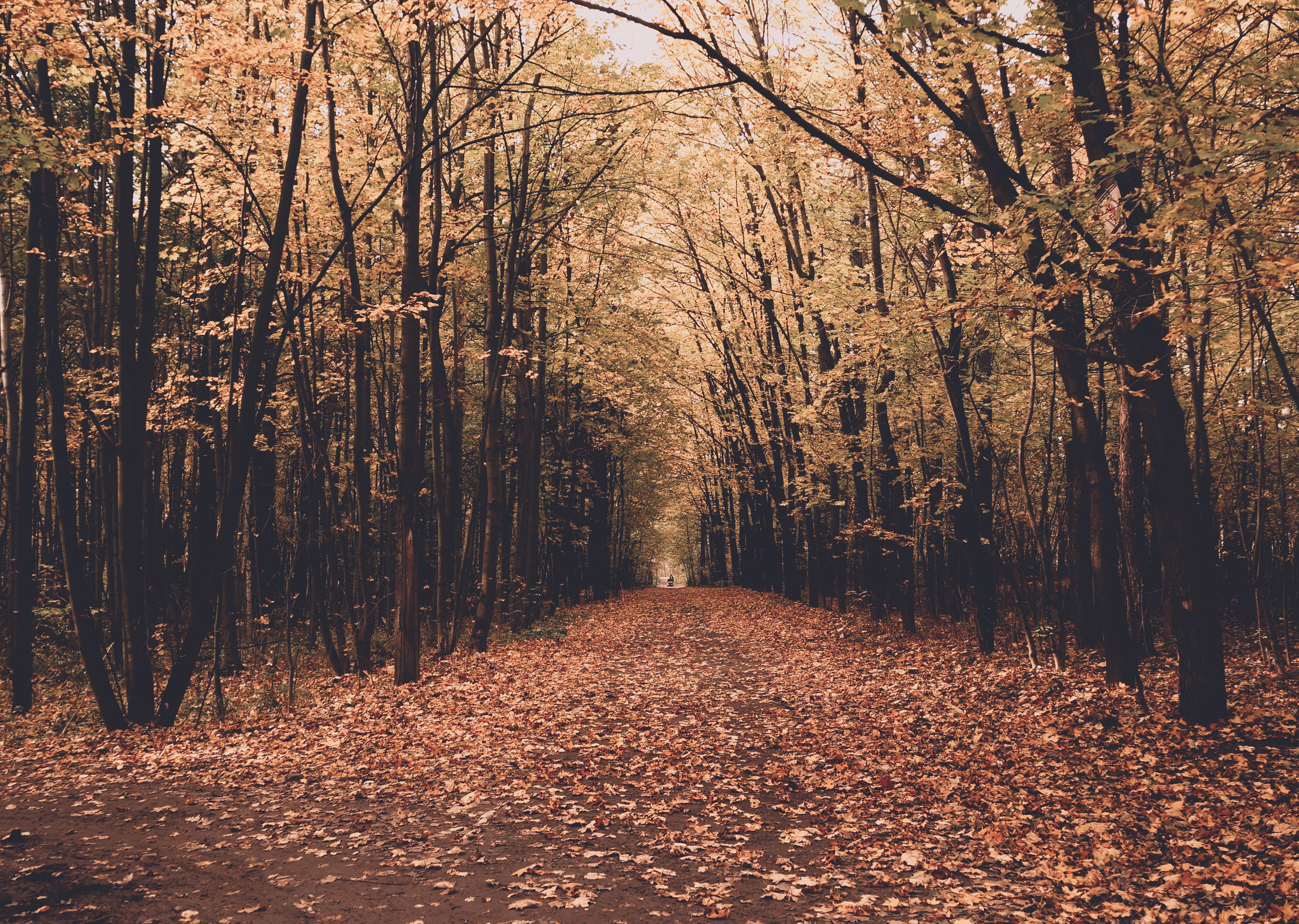 Yellow Leafed Woods